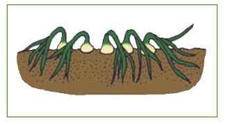 diagram of onion plant stems falling over