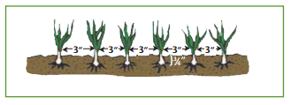 diagram showing how far apart and how deep to plant onion transplants