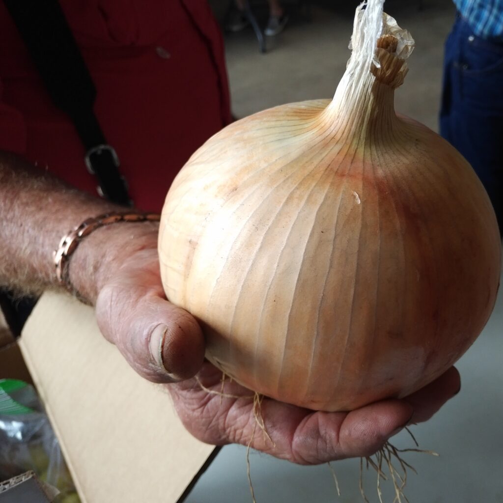 A picture of big onion in a man's hand.