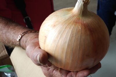 A picture of big onion in a man's hand.