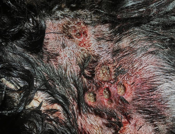 A screwworm infestation creating round lesions with visible maggots in a dog's skin