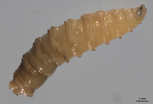 A white maggot with protruding spines