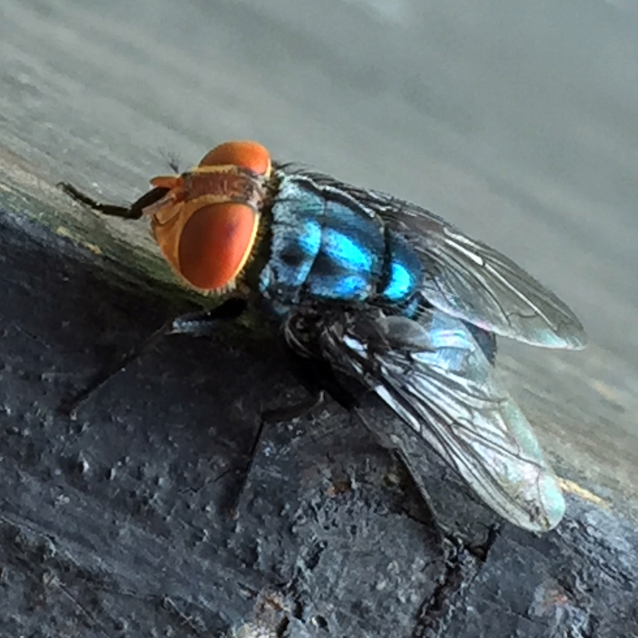 New World screwworm fly
