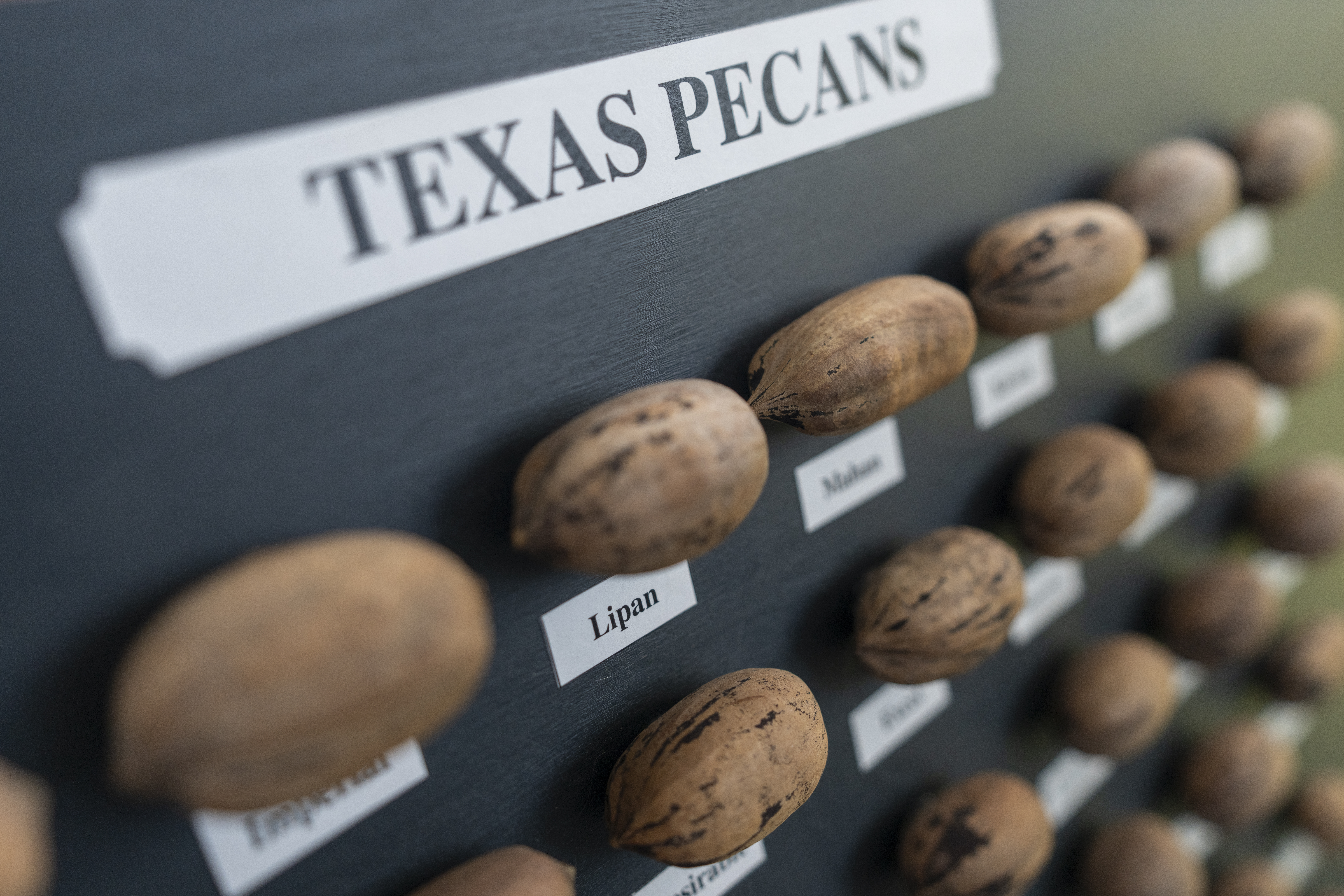 Texas Pecans diagram
