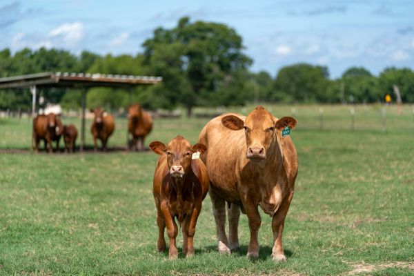 two red cows