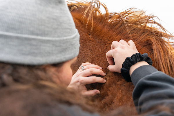 A woman inspecting the back of a horse's neck
