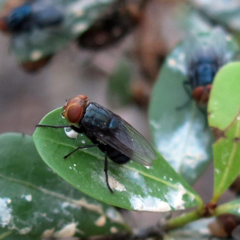 a New World Screwworm fly on a leaf