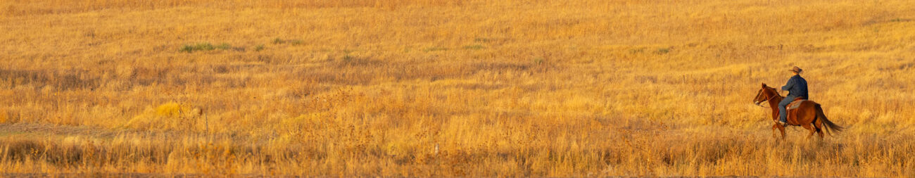 Person wearing cowboy hat riding a horse in a field.