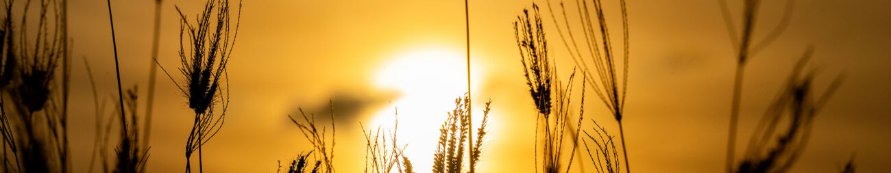 Close up of the top of swollen fingergrass sillouetted by the sun behind it.