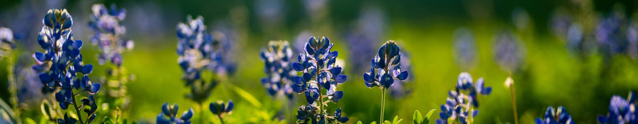 Close up of the tops of Bluebonnets in a field.