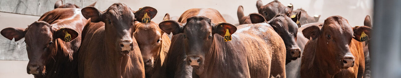 Small group of red calves.