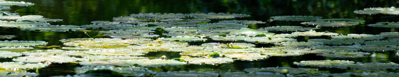 Close up of lily pads on water.
