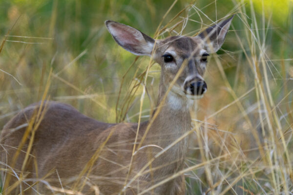 a female white-tailed deer peering through tall grass