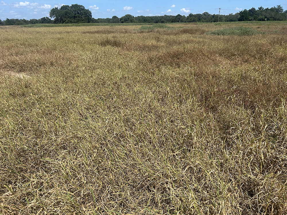 A pasture of dry, dying plants