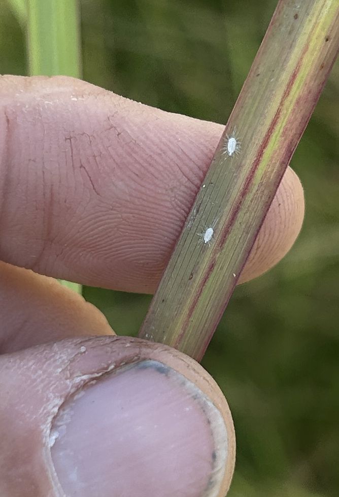 fingers holding a green blade of grass with red streaks, and two small white pasture mealybugs 