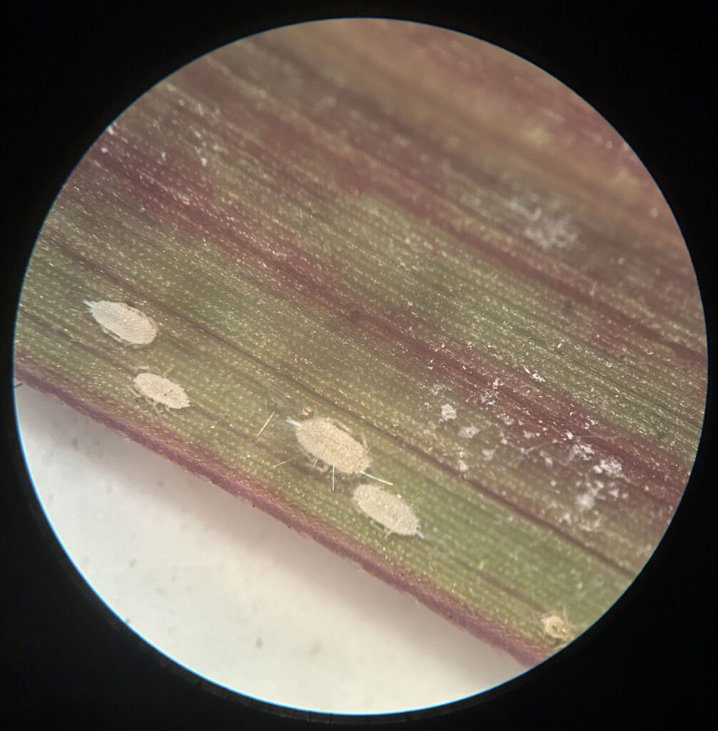 microscope image of white pasture meaybugs on a green blade of grass with red streaks