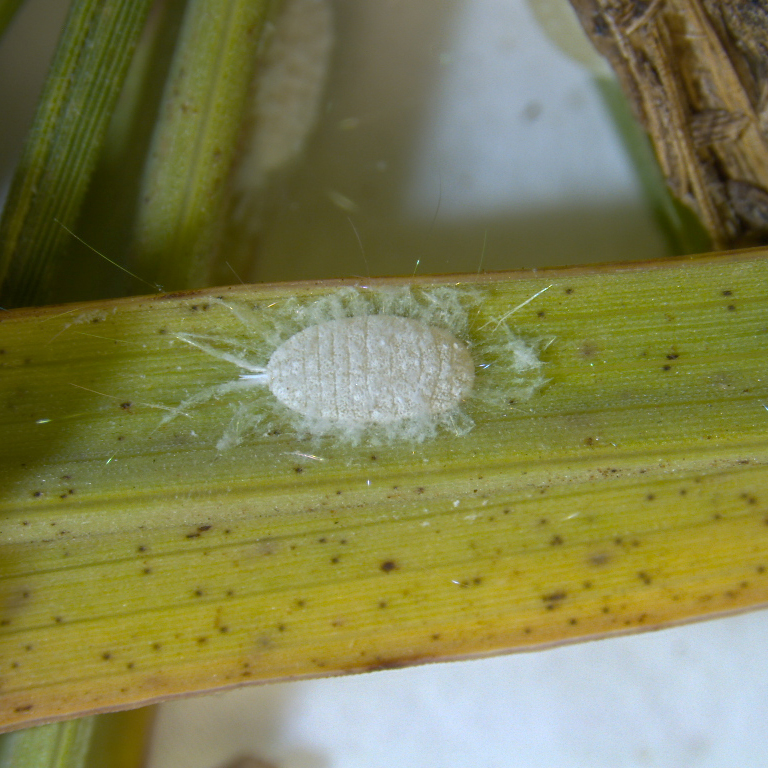white pasture mealybug on a yellowing blade of grass