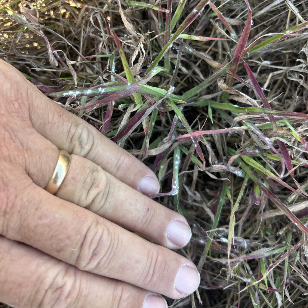 a hand showing red blades of grass mixed in with green grass
