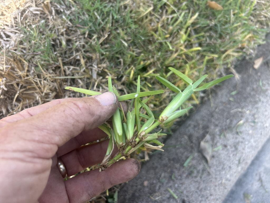 hands holding a sprig of St. Augustine grass with white pasture mealybugs appearing as small dots