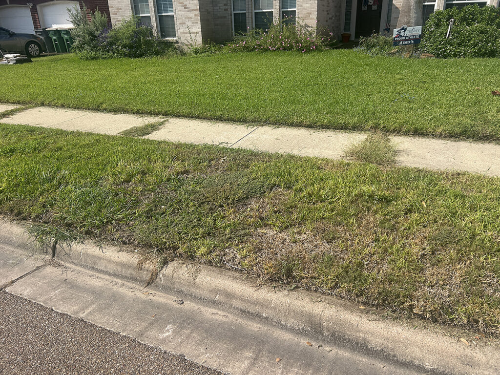 a St. Augustine grass lawn with brown dead spots