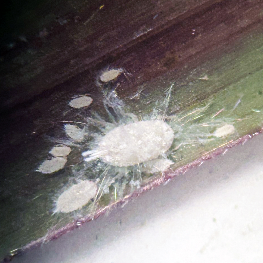 a female mealybug surrounded by small white nymphs