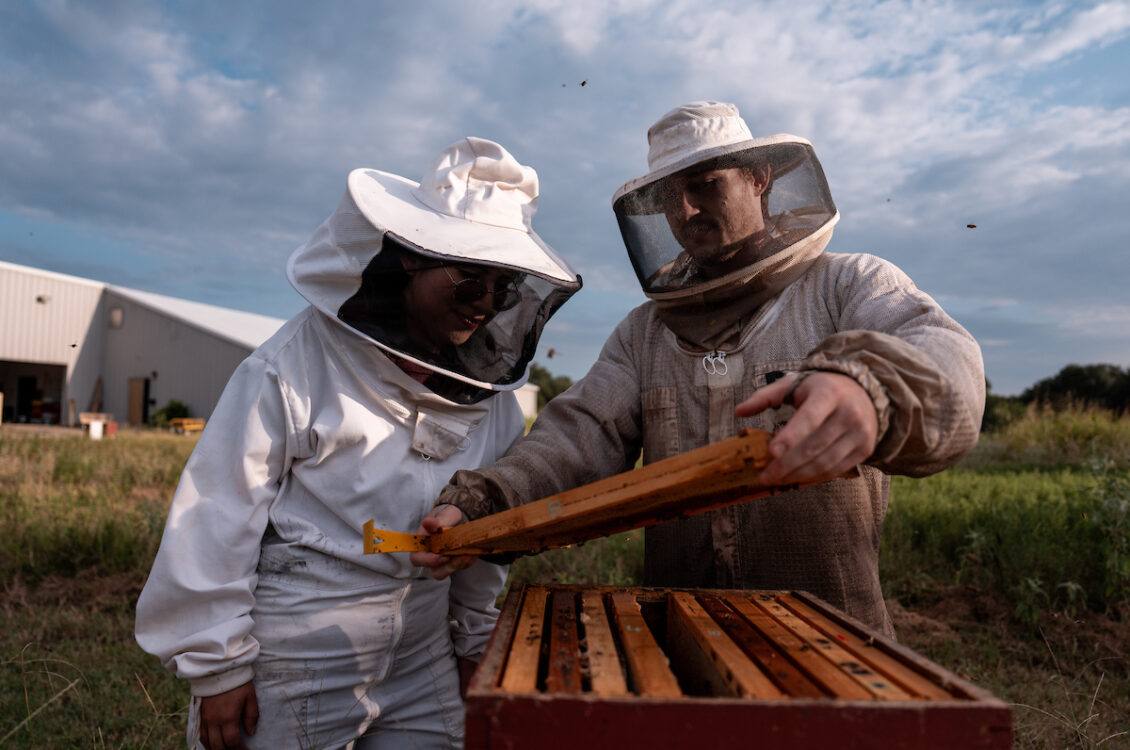 two people in beekeeping attire removing a frame from a beehive in a field